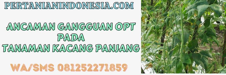 ancaman,gangguan,opt,hama,penyakit